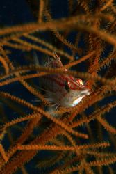 Long nosed Hawkfish in a black coral bush. Rare and beaut... by Rikard Andersson 
